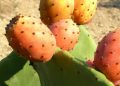 Prickly Pear, the elixir of youth