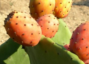 Prickly Pear, the elixir of youth