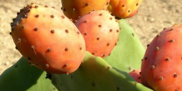 Prickly Pear, the elixir of youth
