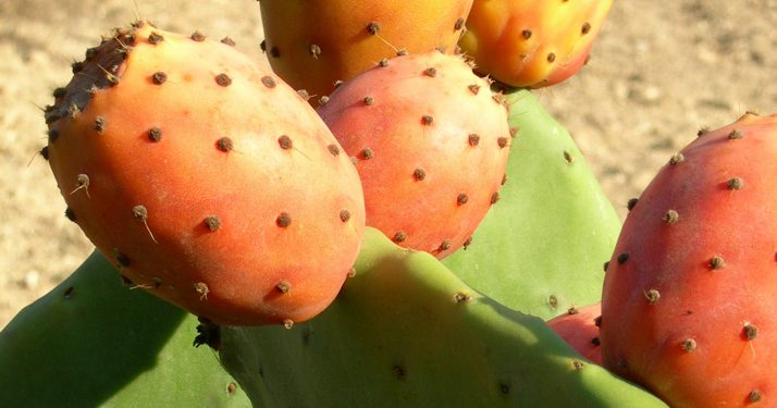 Prickly Pear, the elixir of youth