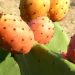 Prickly Pear, the elixir of youth